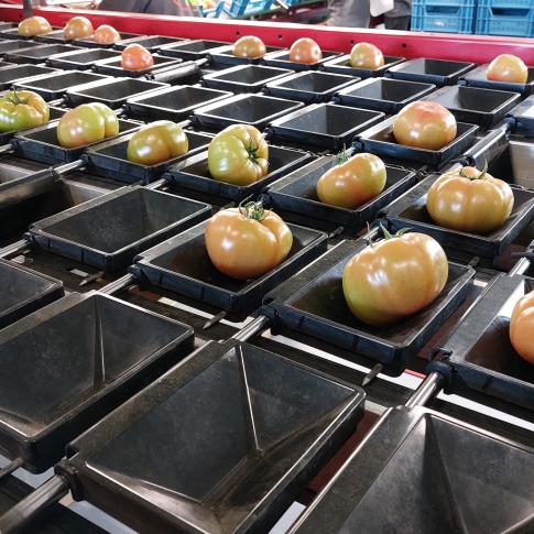 De tomaten belanden in een sorteermachine die ze rangschikt op kleur, maat en gewicht