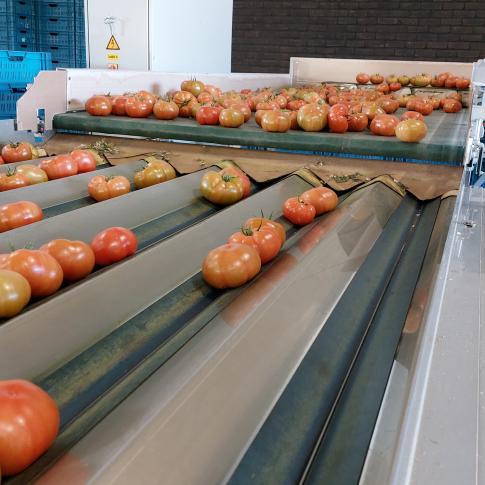 De tomaten komen op een transportband terecht