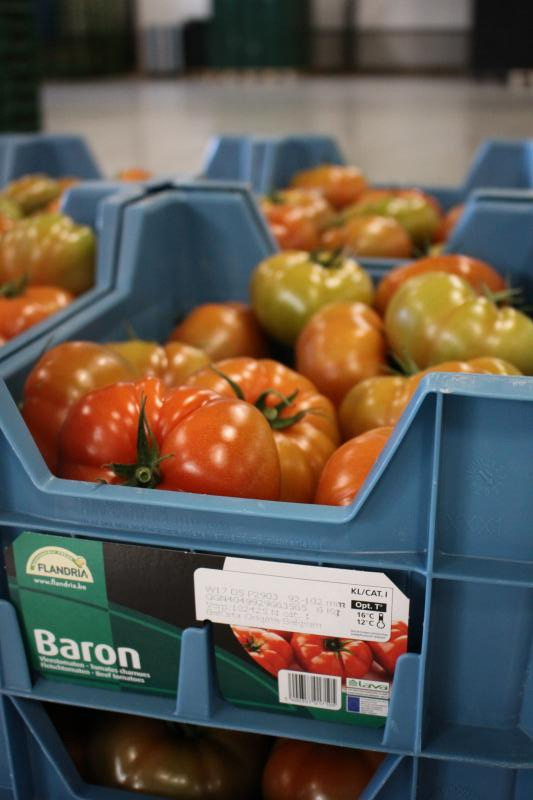 Impression flexible et étiquetage des palettes pour les tomates de bœuf chez Tuinbouwbedrijf Van Bulck