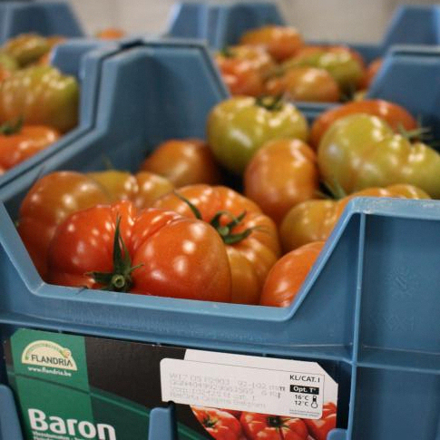 La Linx 8920 imprime le numéro de semaine, le numéro de jour, le numéro GGN, etc. sur les boîtes remplies de tomates de bœuf
