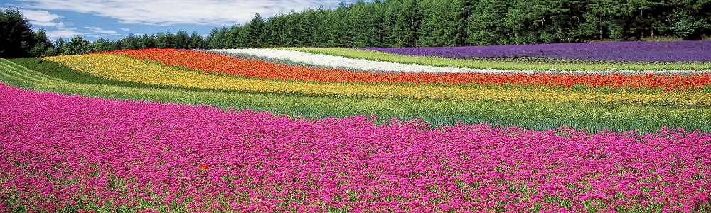 plantenpaspoort