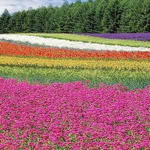 Printen, aanbrengen van plantenpaspoort